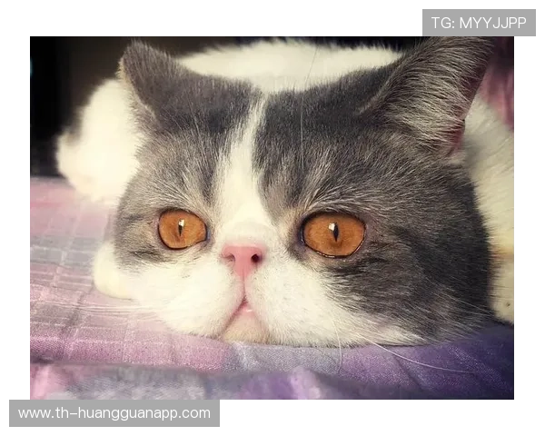 孙悦居然开始给家里猫洗澡，这生活太反差了吧？